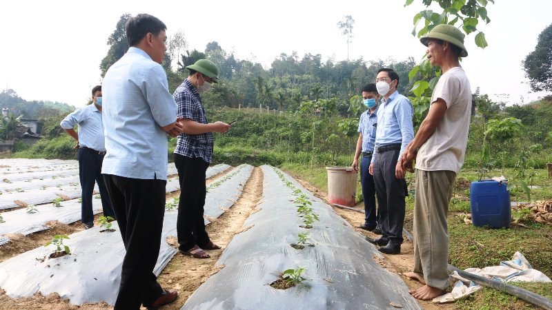 Lãnh đạo huyện Quang Bình kiểm tra, chỉ đạo sản xuất rau, đậu vụ Xuân 2022